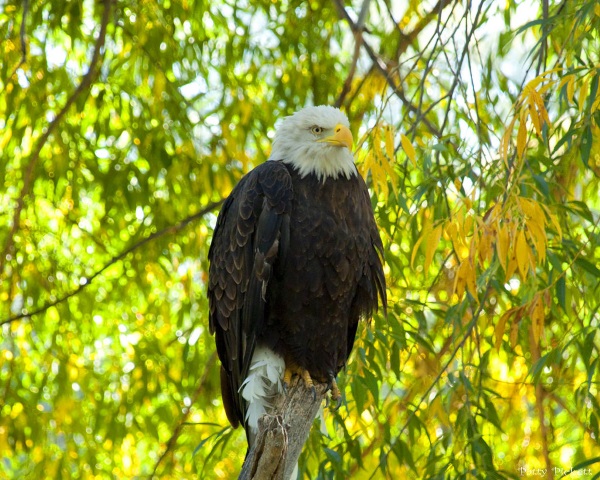 美国洛根的小型动物园Willow Park Zoo